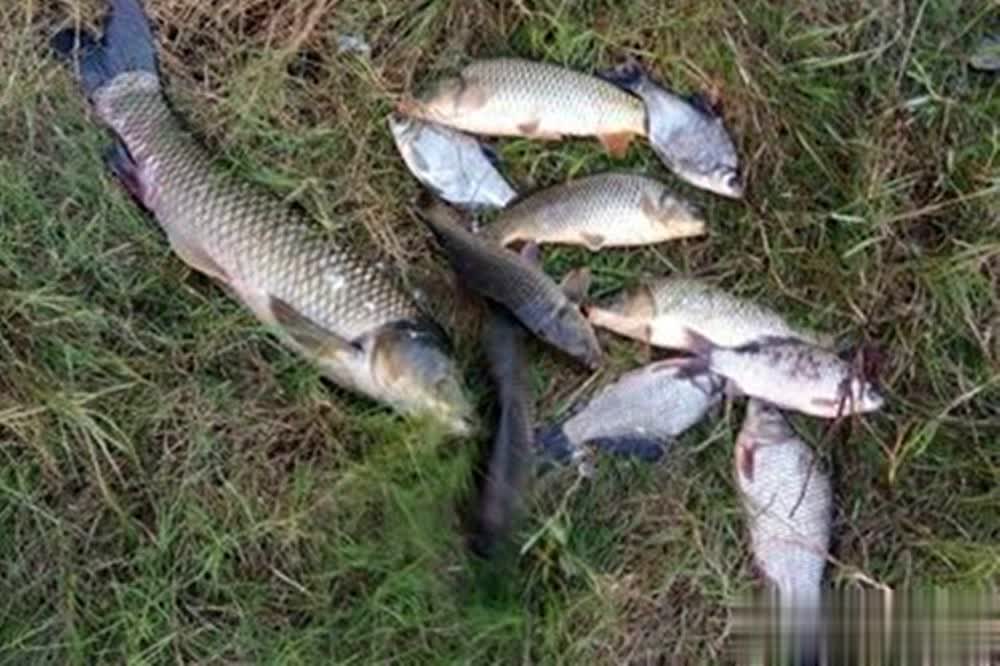 面在深秋极, 深秋钓大鱼